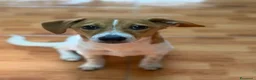Meticcio cani in regalo: Mia dolcissima simil jack russel - Annuncio 1