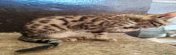 Bengala gatti in vendita: Gatto del Bengala cuccioli  - Annuncio 14