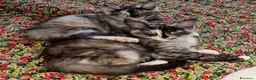 Maine Coon gatti in vendita: Cuccioli Maine coon maschio Black e femmine Tortie - Annuncio 3