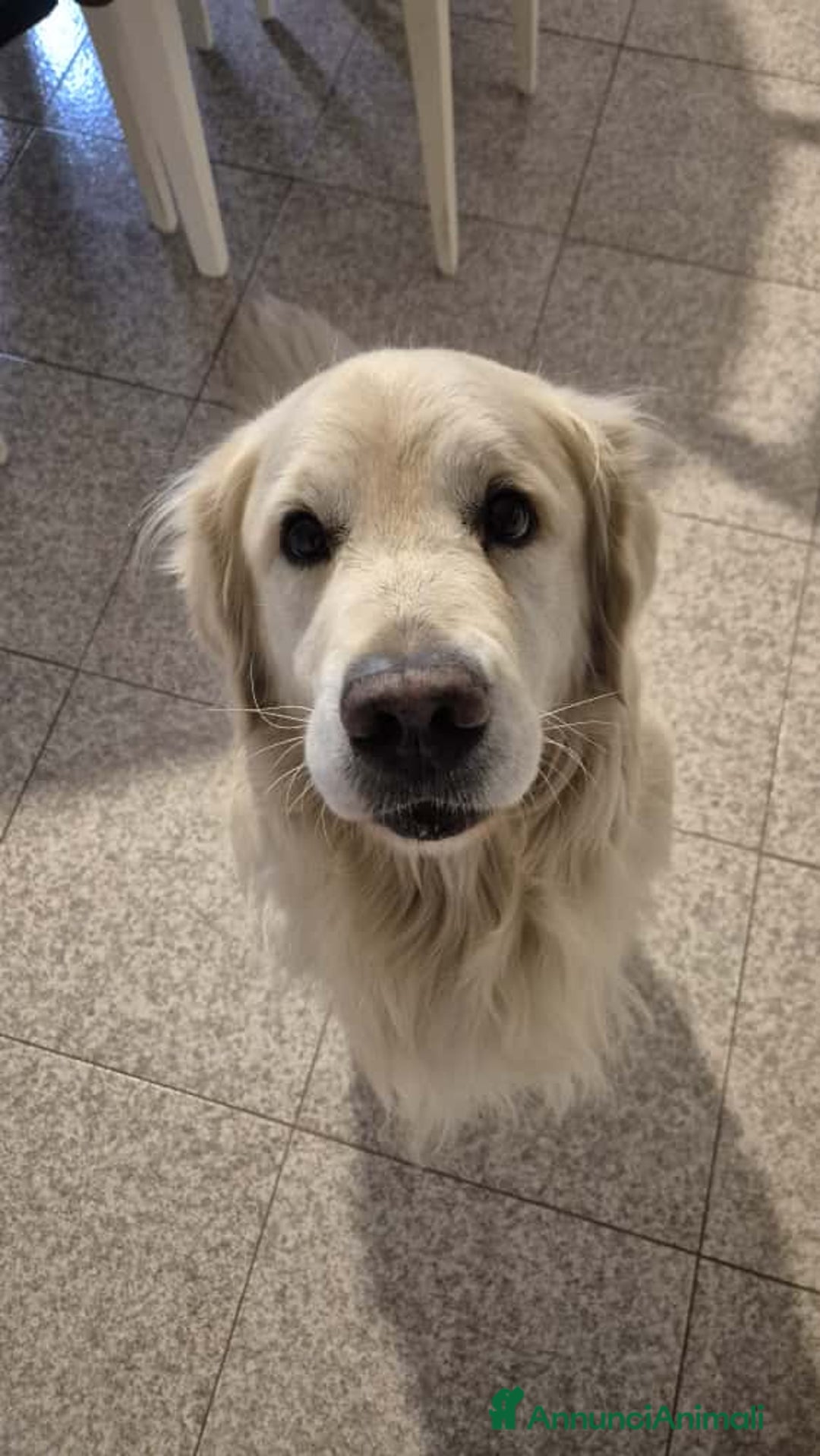 Golden Retriever cani in vendita: Cucciole di Golden Retriever - Annuncio 21