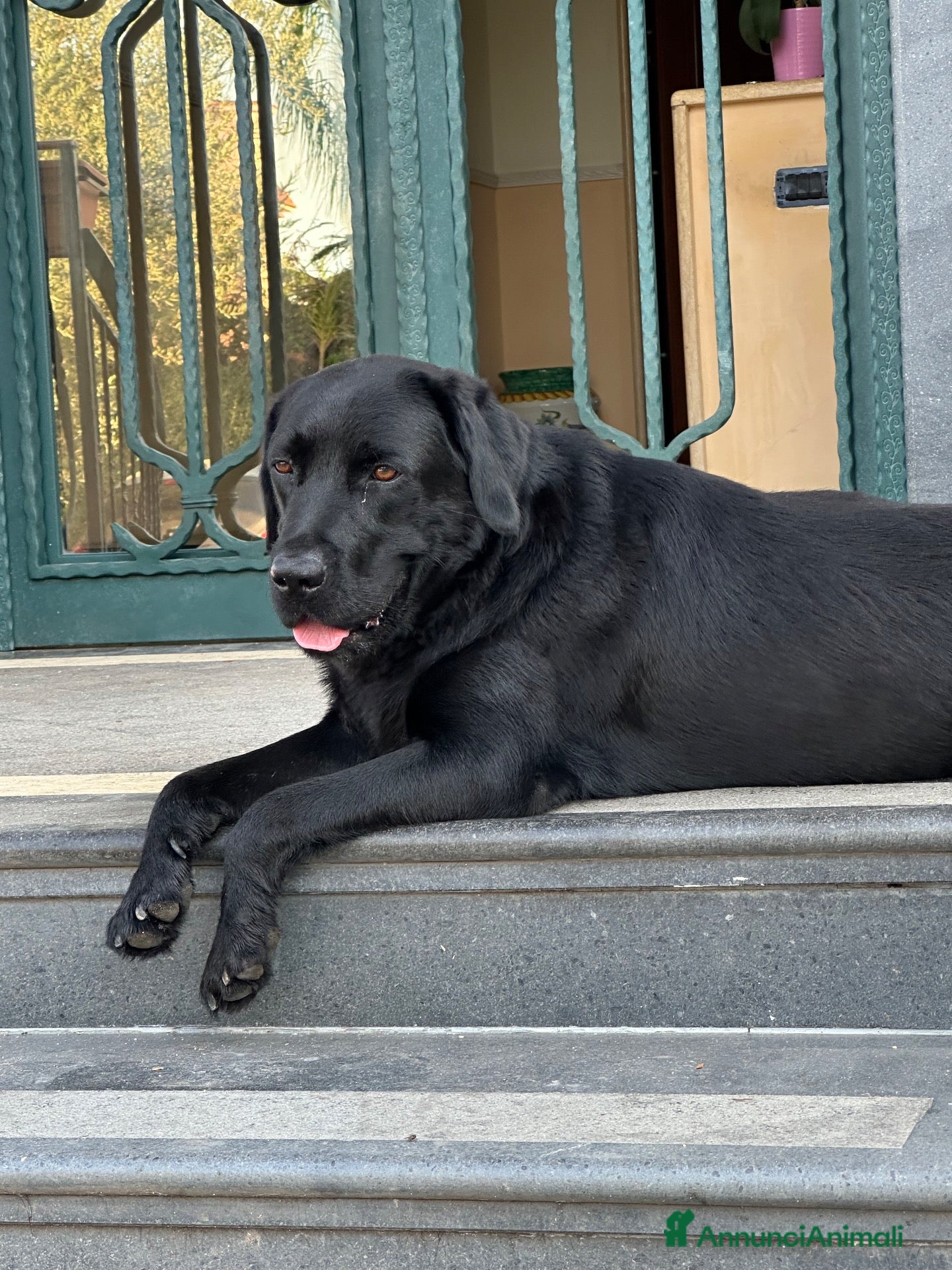 Labrador cani Cuccioli Labrador nero - Annuncio 3