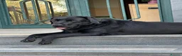 Labrador cani in vendita: Cuccioli Labrador nero - Annuncio 1