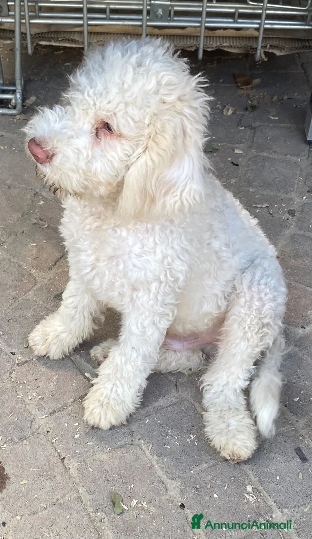 Lagotto cani in vendita: Cuccioli di Lagotto  a Provincia di Cuneo - Annuncio 2