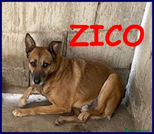 Meticcio cani ZICO bel lupacchiotto  - Annuncio 35