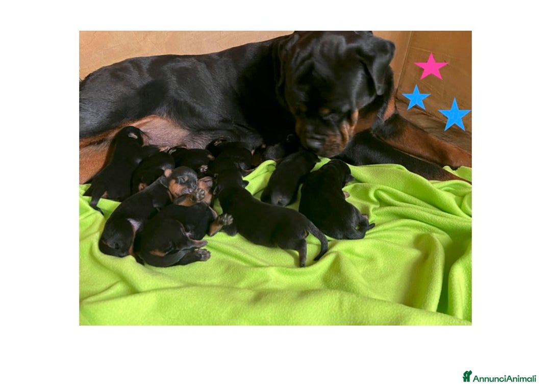 Rottweiler cani in vendita: ROTTWEILER CUCCIOLI MASCHI - Annuncio 3