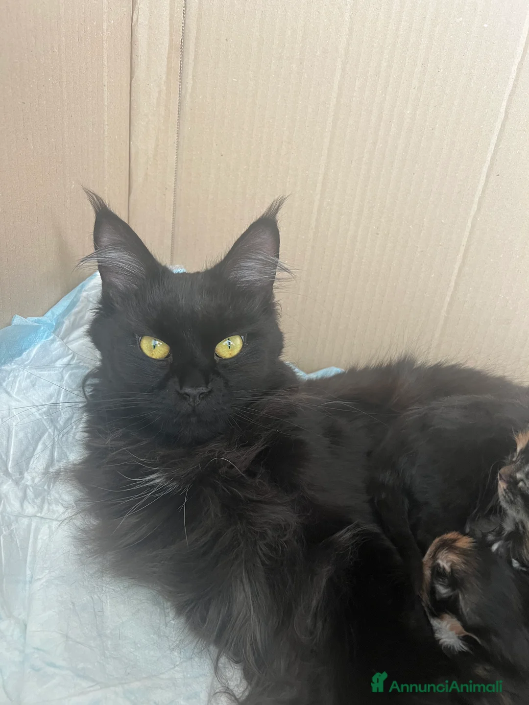 Maine Coon gatti in vendita: Cuccioli maine coon nati il 26 dic 25 con pedigree - Annuncio 1