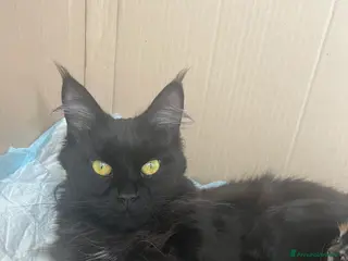 Maine Coon gatti Cuccioli maine coon nati il 26 dic 25 con pedigree - Annuncio 2