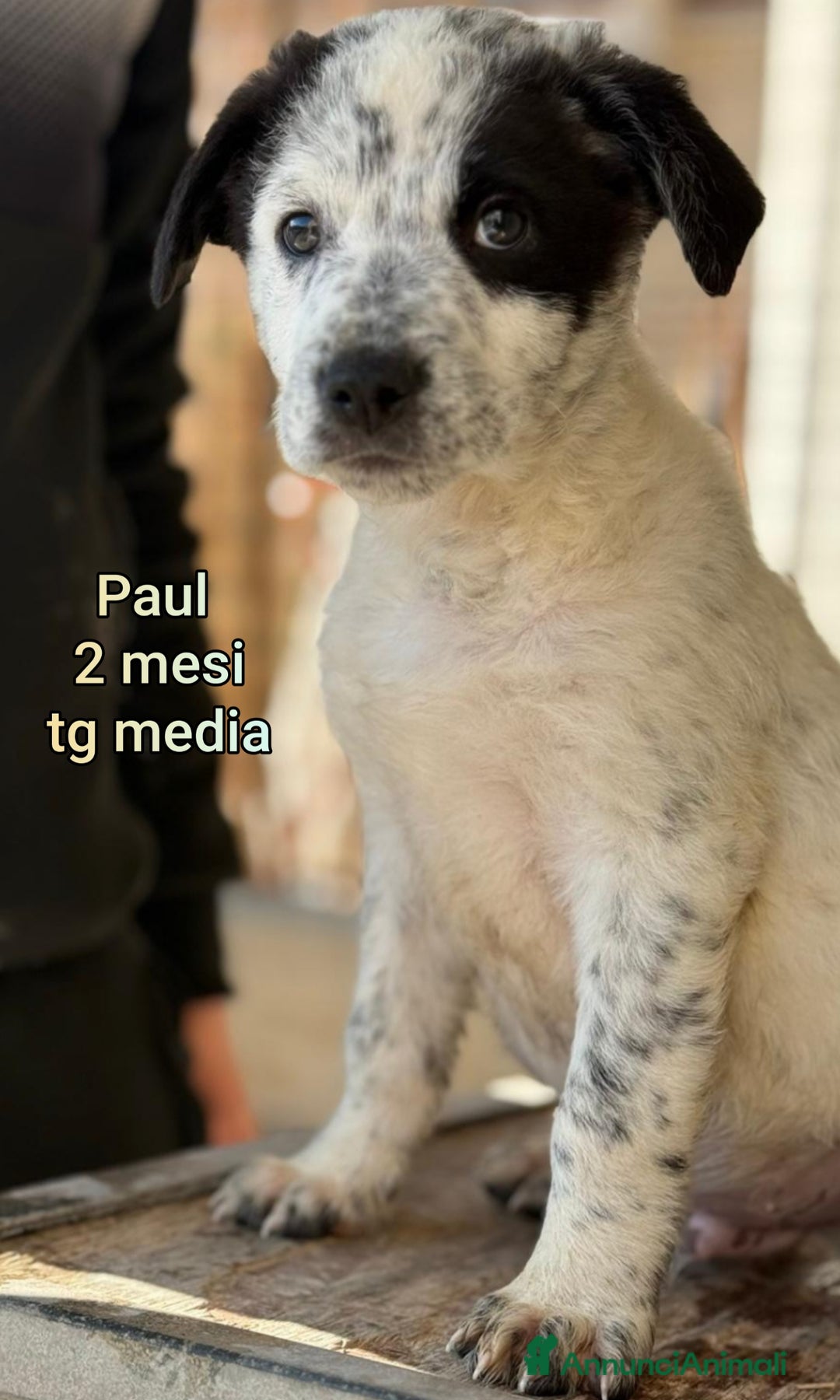 Meticcio cani in regalo: CUCCIOLI ABBANDONATI: URGENTI ADOZIONI  - Annuncio 7