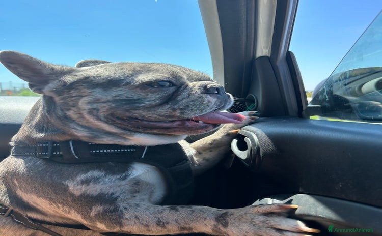 Bulldog Francese cani - Annuncio 4