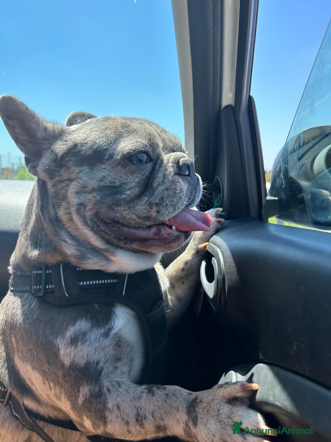 Bulldog Francese cani per accoppiamento: BULLDOG FRANCESE BLUE MERLÉ PER MONTA  - Immagine 1