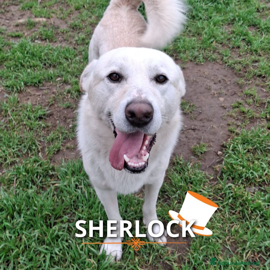 Meticcio cani SHERLOCK💙-dolce, giocoso nessuno chiama per lui🥲 - Annuncio 7