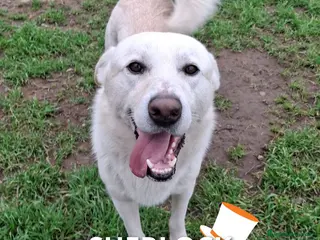 Meticcio cani SHERLOCK💙-dolce, giocoso nessuno chiama per lui🥲 - Annuncio 7