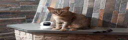 Europeo gatti in regalo: JAMES adorabile gattino in adozione! - Annuncio 5