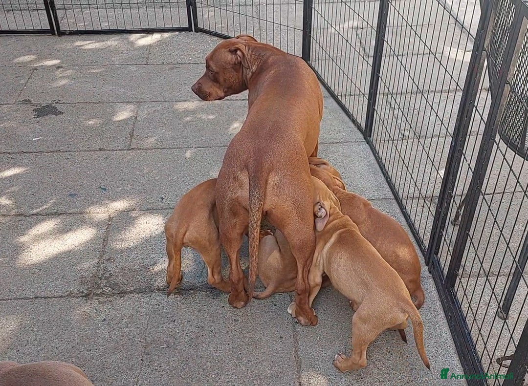 American Bully cani in vendita: Cuccioli American pit bull terrier  - Annuncio 7