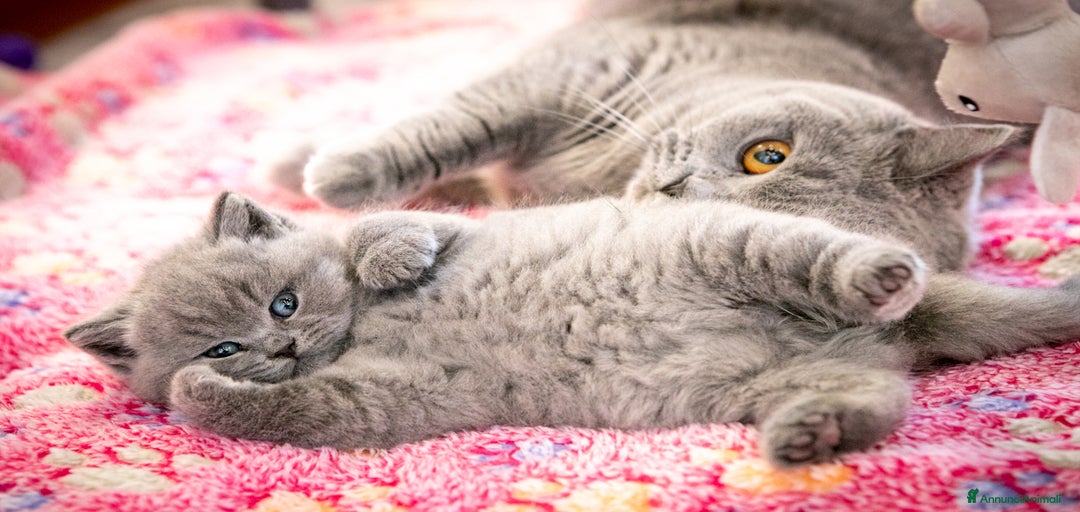 Immagine della galleria {{count}}