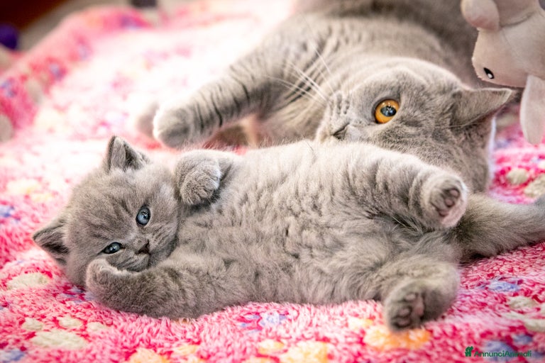 Immagine della galleria {{count}}