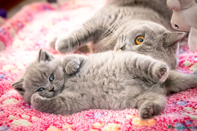 Immagine della galleria {{count}}