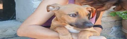 Meticcio cani in regalo: VICTOR HA BISOGNO DI UNA MAMMA E DI UN PAPA' - Annuncio 1