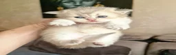 British gatti in vendita: British Longhair  - Annuncio 12