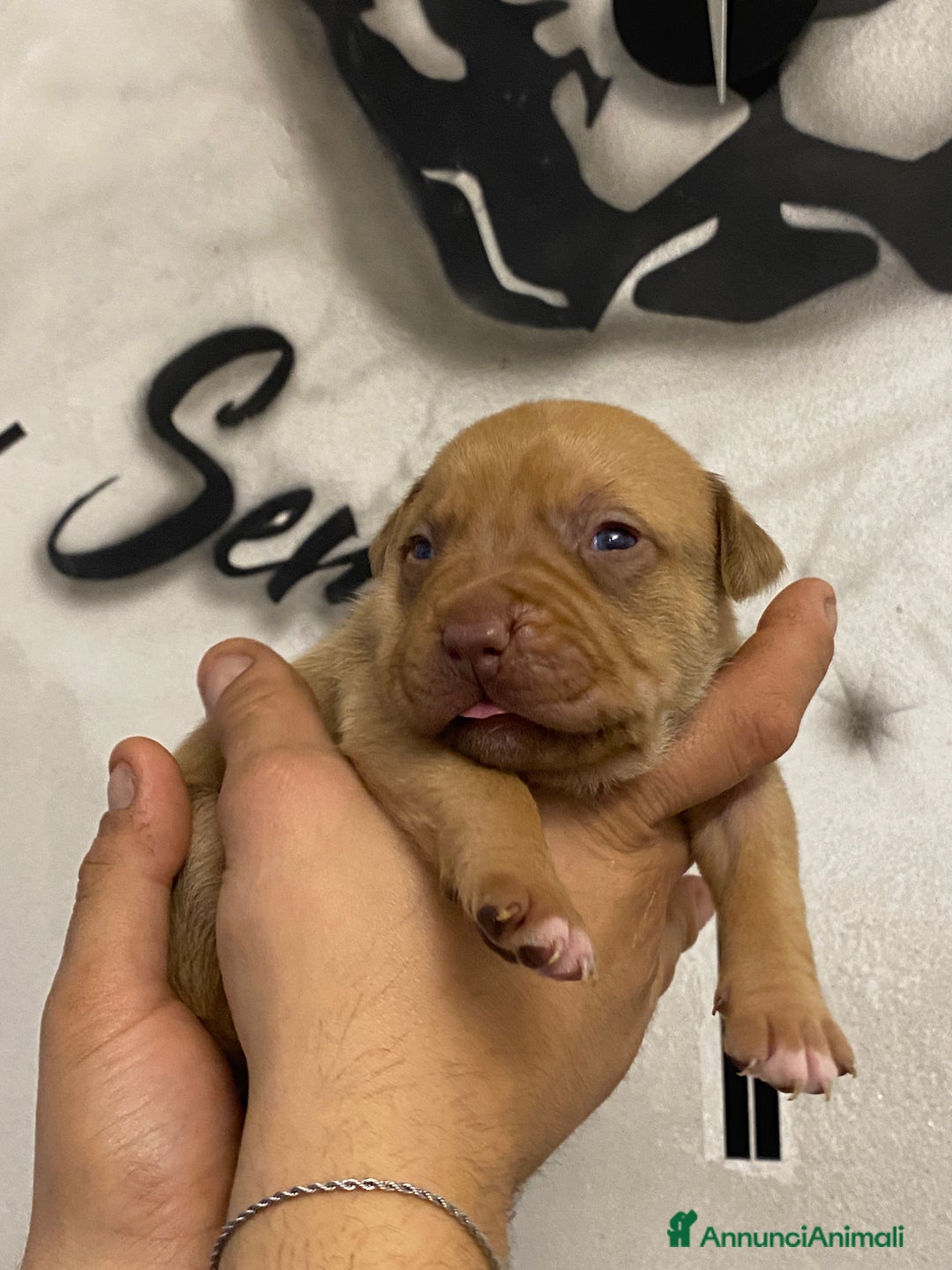 Pitbull cani in vendita: Cuccioli di Pitbull UKC con Pedigree  - Annuncio 5