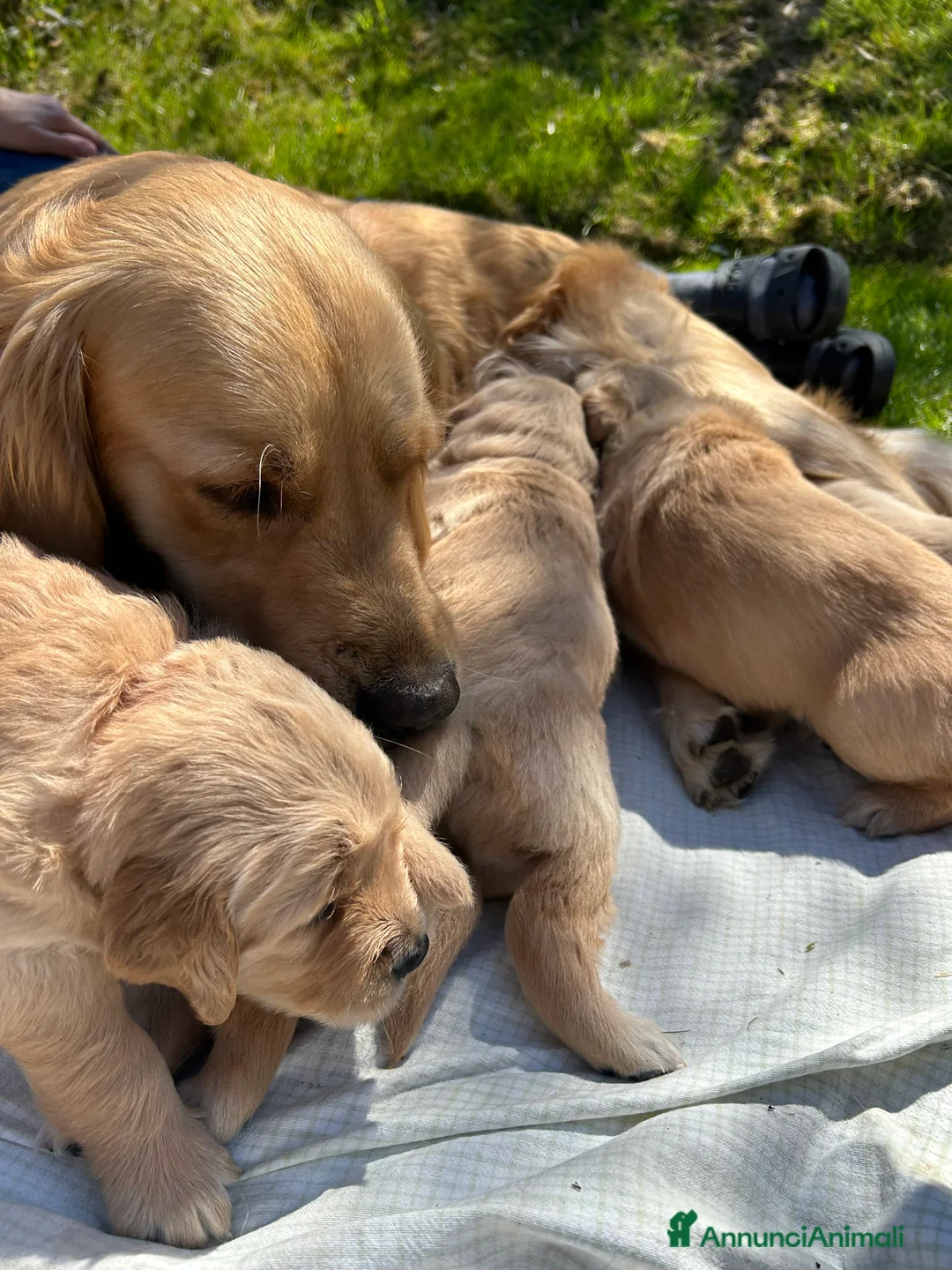Golden Retriever cani in vendita: Golden Retriever con pedigree ENCI - Annuncio 2