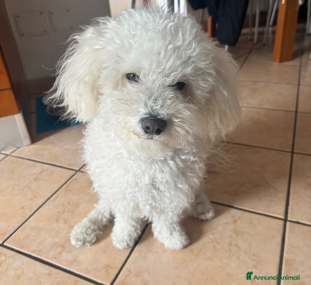 Maltipoo cani per accoppiamento: accoppiamento cane  a Città Metropolitana di Napoli - Annuncio 2