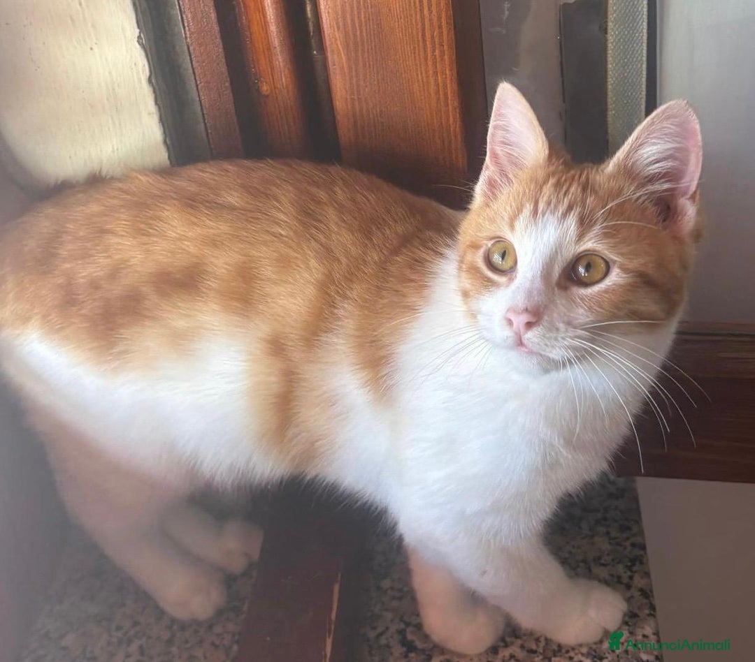 Europeo gatti in regalo: GASTONE, MICIO B/ROSSO 5 MESI MEZZO MAMMA TESTATA  - Annuncio 7