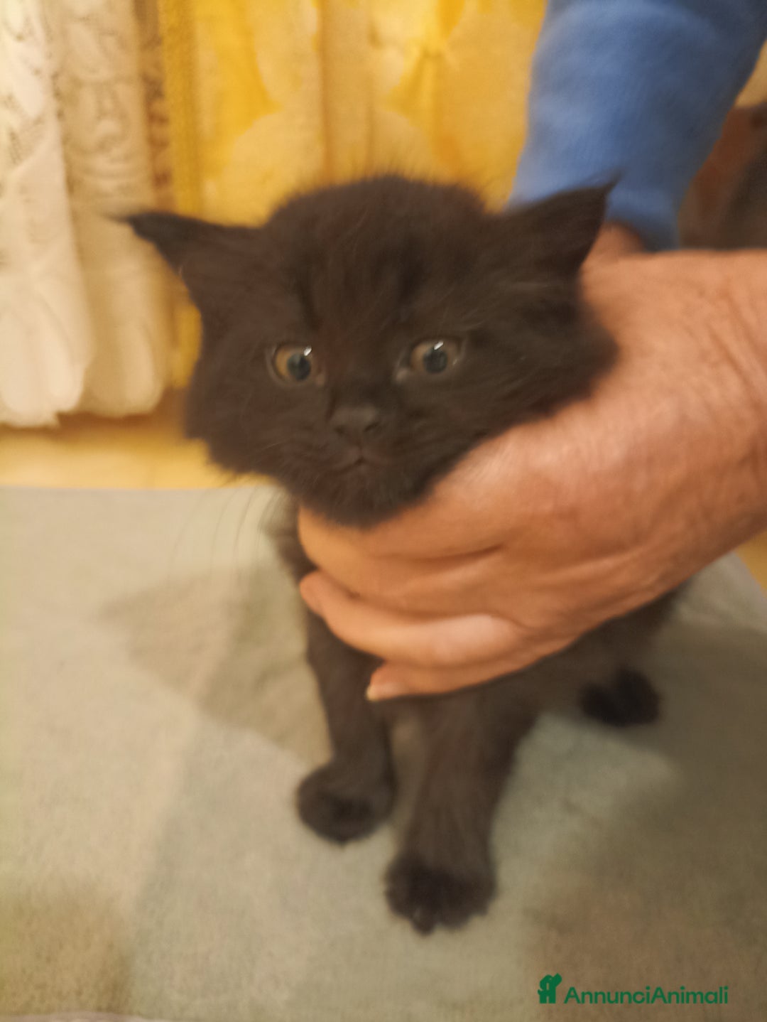 Angora turco gatti in vendita: CUCCIOLATA ANGORA TURCO  - Annuncio 2