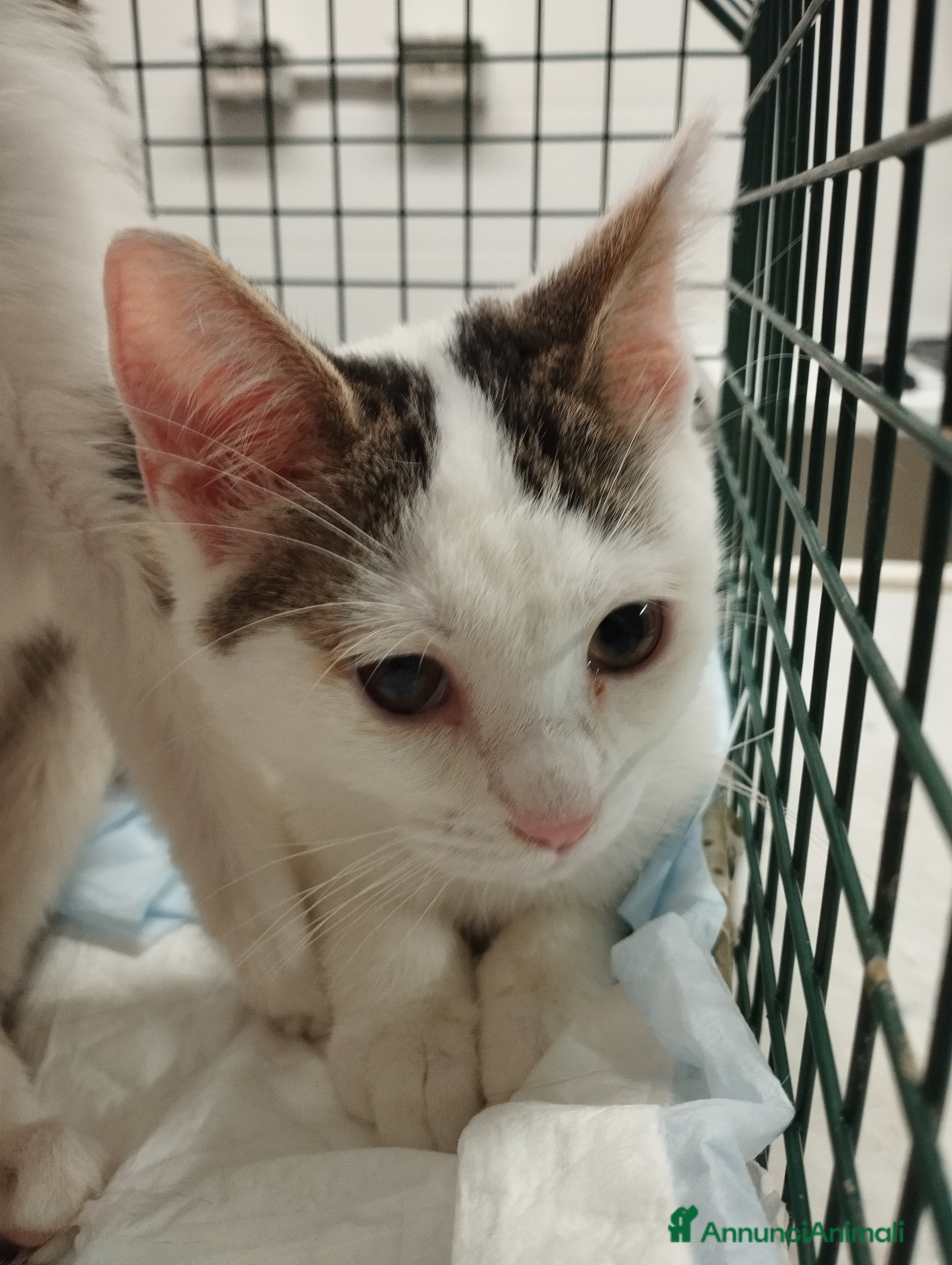 Europeo gatti Picchio e poldino cercano casa - Annuncio 12