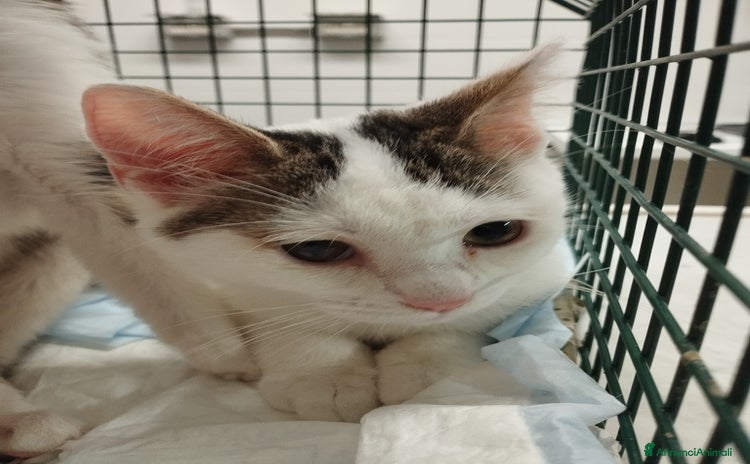 Europeo gatti Picchio e poldino cercano casa - Annuncio 4