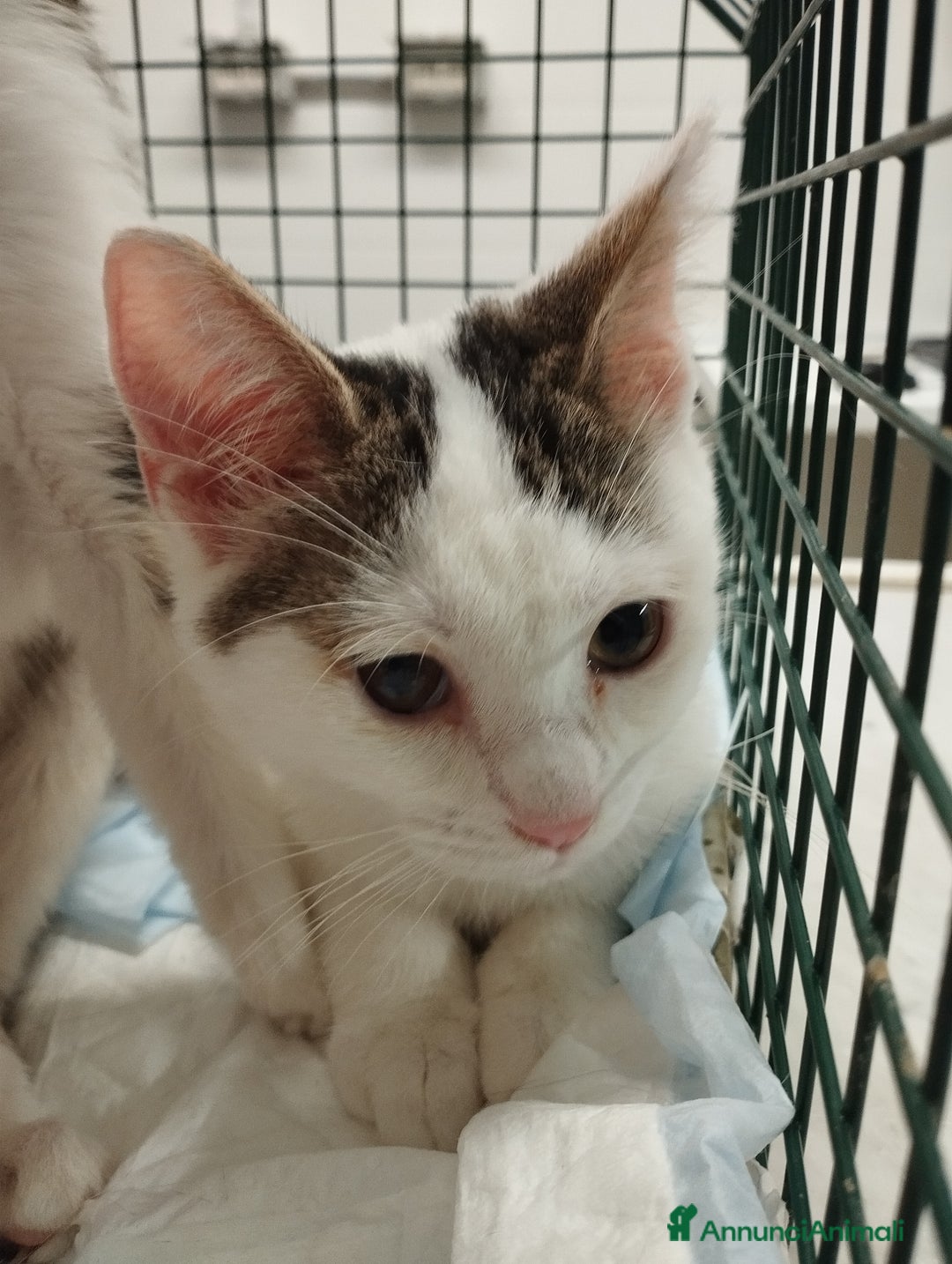 Europeo gatti in regalo: Picchio e poldino cercano casa - Annuncio 1