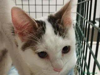 Europeo gatti Picchio e poldino cercano casa - Annuncio 2