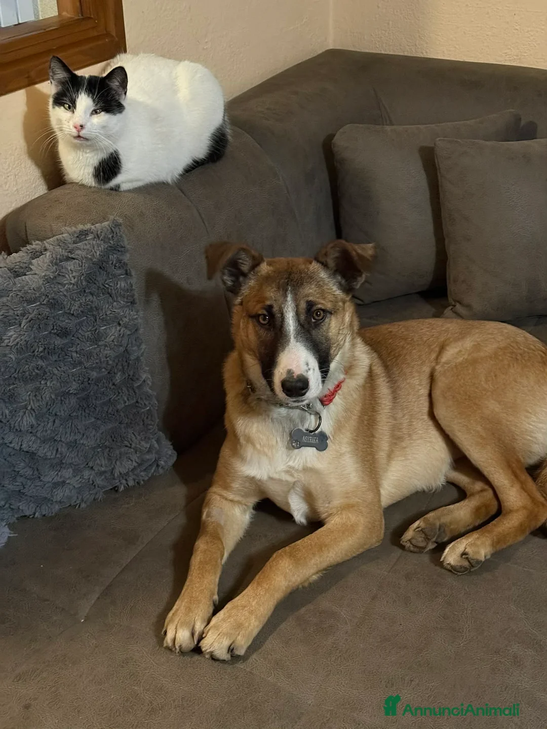 Meticcio cani in regalo: ASTRA, bellissima cucciolona rischia il canile! - Annuncio 3