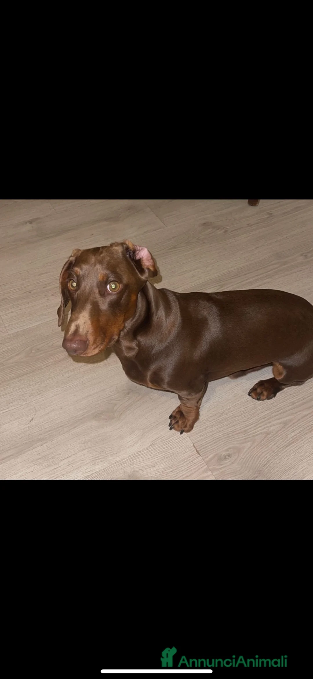 Bassotto cani per accoppiamento: Bassotto per monta  a Provincia di Bergamo - Annuncio 4