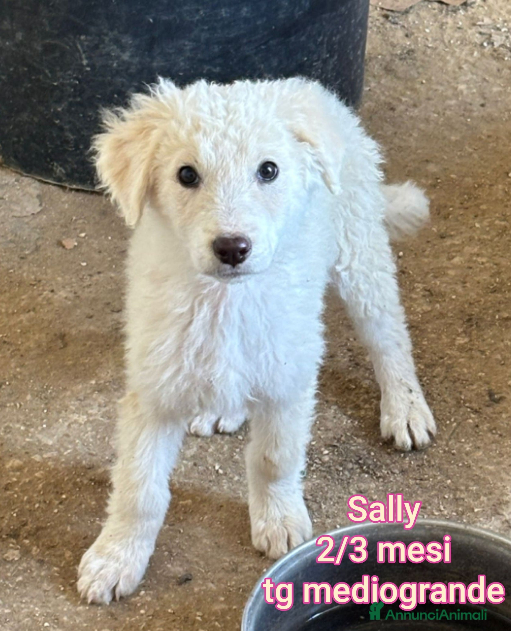 Meticcio cani CUCCIOLI SOLI ED ESCLUSI! - Annuncio 37