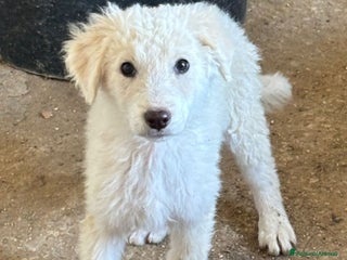 Meticcio cani CUCCIOLI SOLI ED ESCLUSI! - Annuncio 1