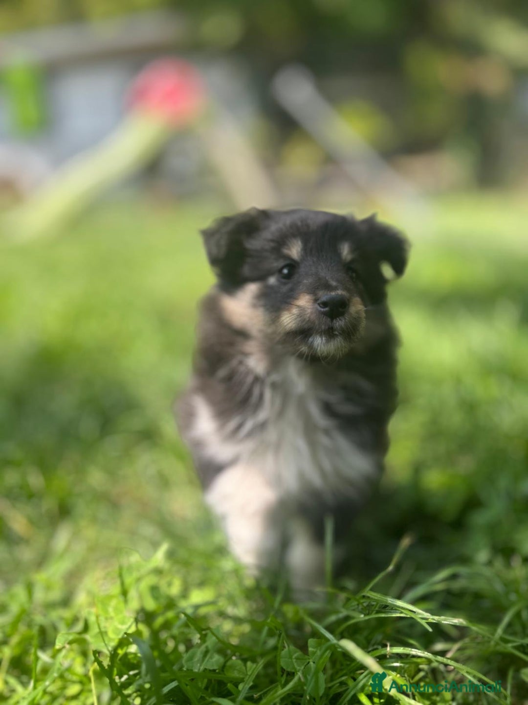 Shetland Sheepdog cani in vendita: Cuccioli Shetland sheepdog a Provincia di Alessandria - Immagine 6