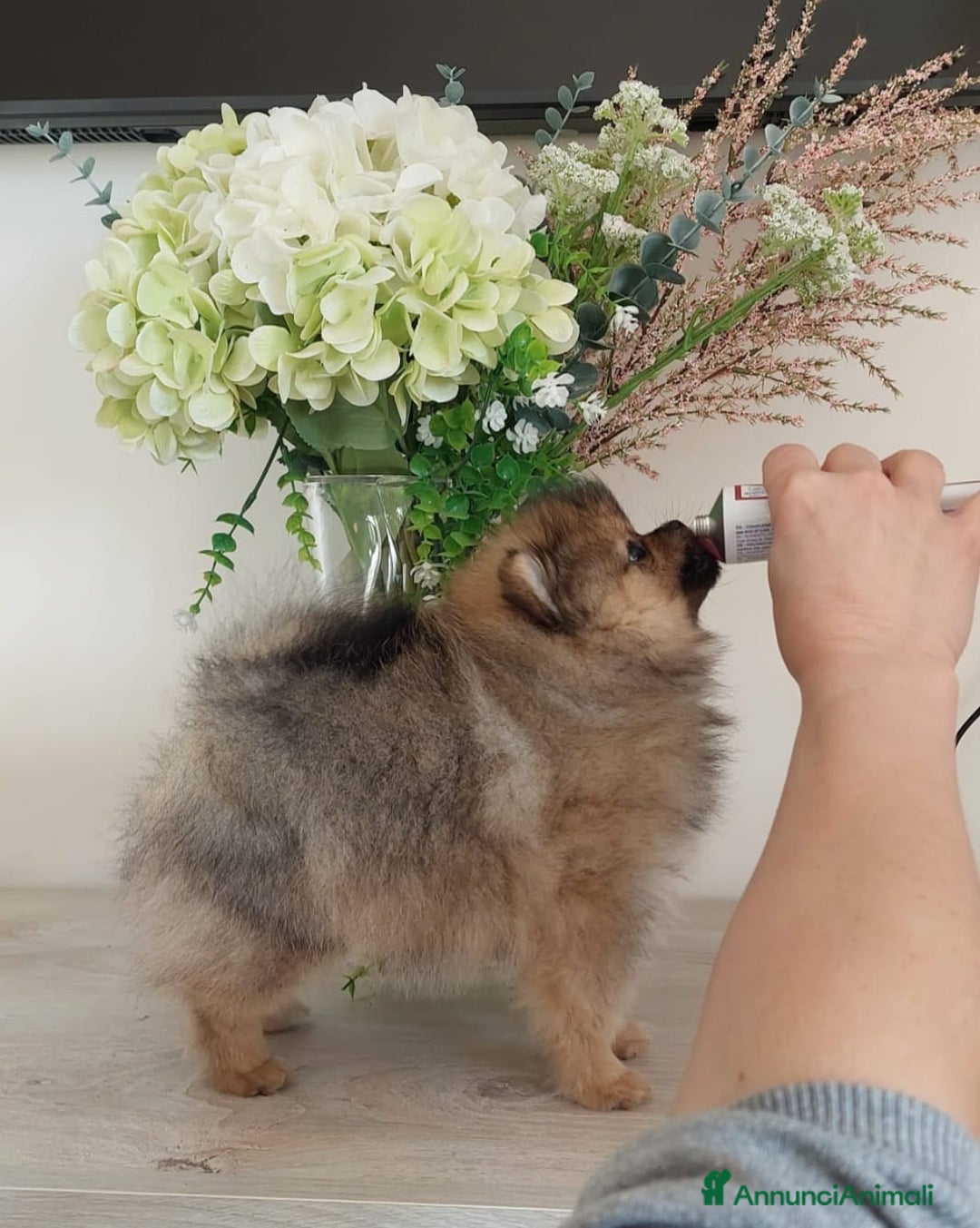 Volpino Pomerania cani in vendita: Spitz tedesco nano - Annuncio 13