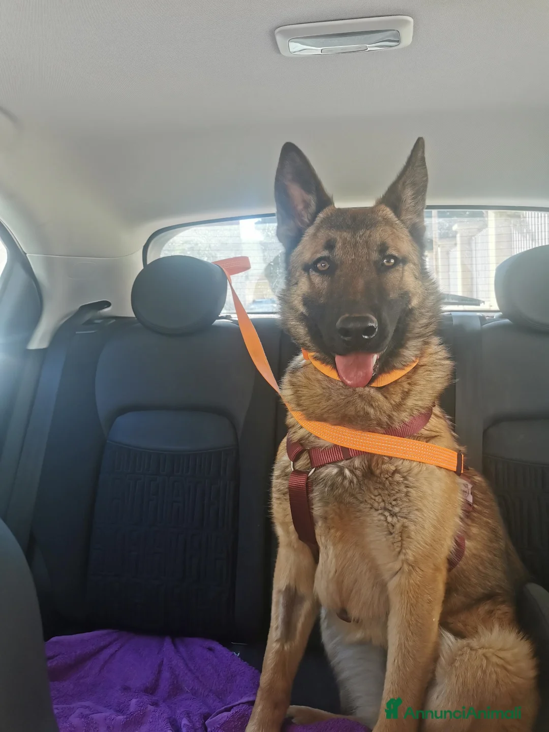 Pastore Belga cani in regalo: Regalo Sole - Annuncio 1
