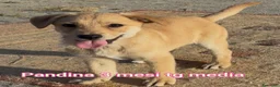 Meticcio cani in regalo: TANTI CUCCIOLI SOLI! - Annuncio 8