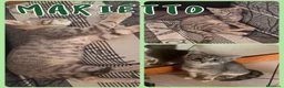 Europeo gatti in regalo: Gattini cercano famiglia!  a Provincia di Vicenza - Annuncio 2