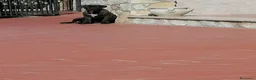 Cane Corso cani in regalo: Cucciole Cane Corso  - Annuncio 4