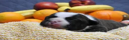 Staffordshire cani in vendita: Staffordshire bull terrier staffy a Provincia di Frosinone - Annuncio 1