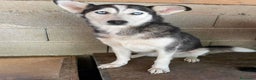 Husky cani in regalo: BLUE, bellissima mix HUSKY impaurita! - Annuncio 8