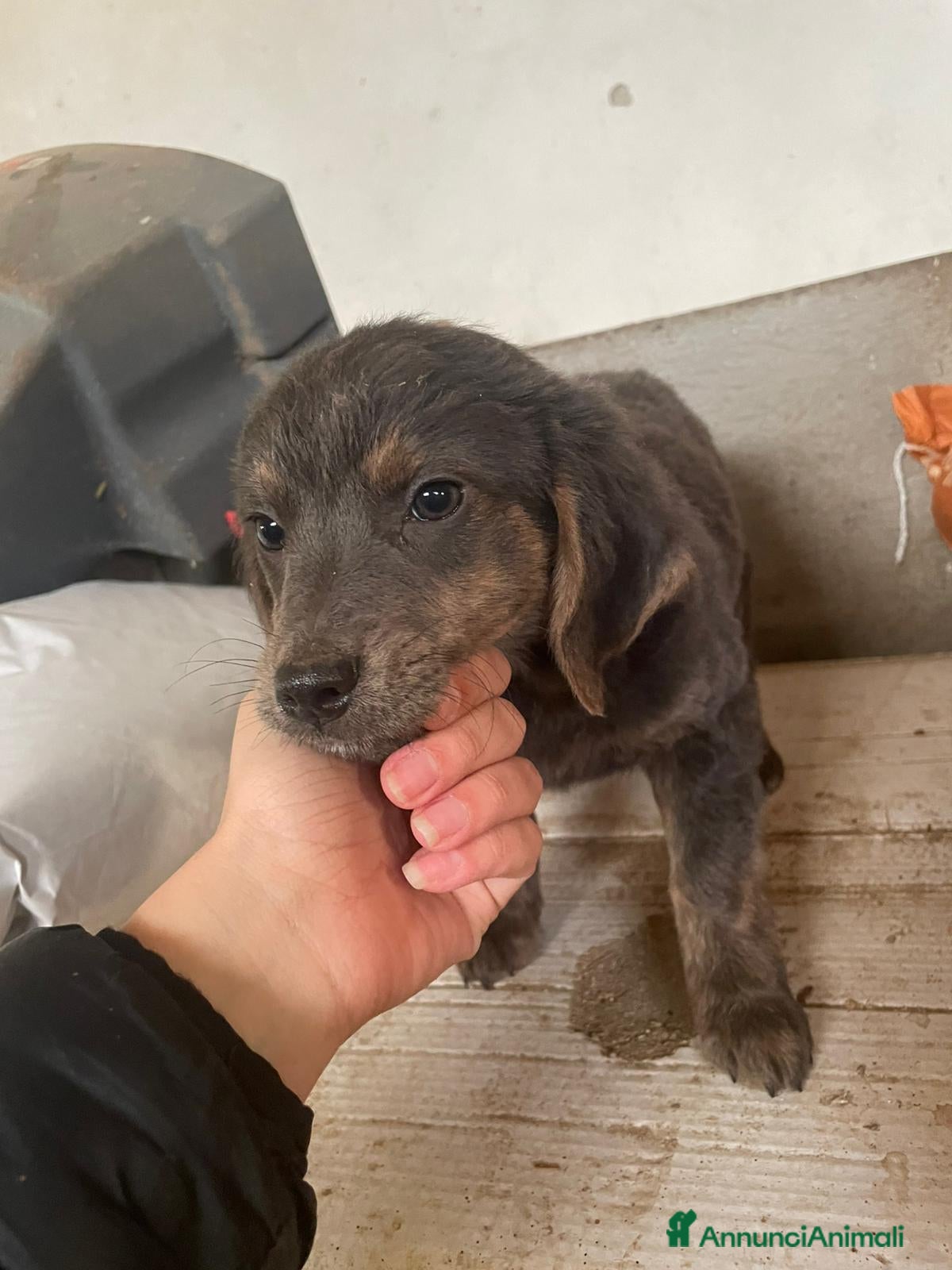 Meticcio cani in regalo: CUCCIOLE  TG medio piccola - Annuncio 4