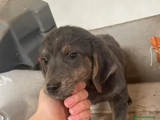 Meticcio cani in regalo: CUCCIOLE TG medio piccola - Annuncio 4