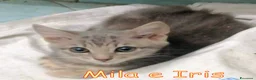 Europeo gatti in regalo: MILA E IRIS GATTINE DI DUE MESI - Annuncio 4