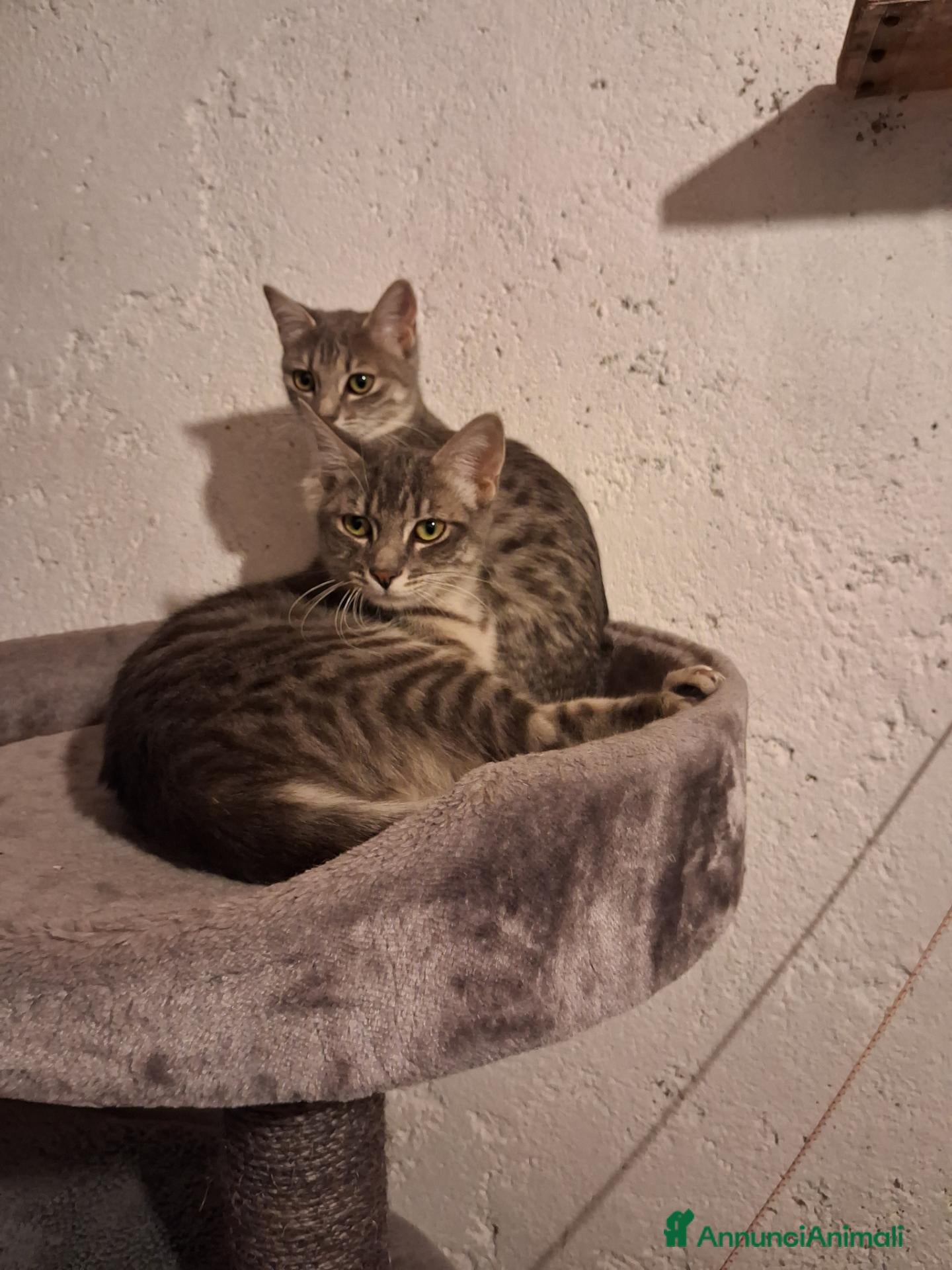 Europeo gatti Regalo cuccioli - Annuncio 33