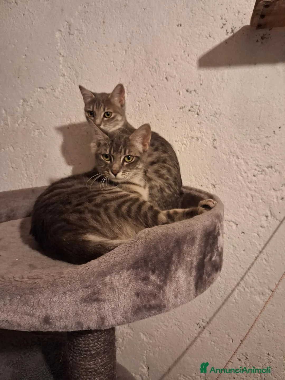 Europeo gatti in regalo: Regalo cuccioli - Annuncio 1