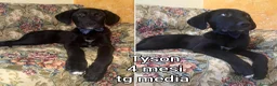 Meticcio cani in regalo: TANTI CUCCIOLI SOLI! a Provincia di Vicenza - Annuncio 8